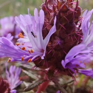 Coris de Montpellier - Fleur