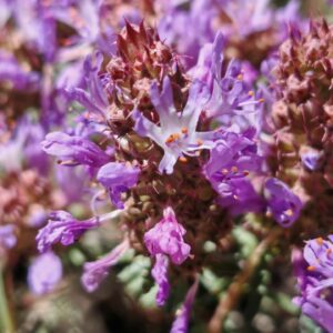 Coris de Montpellier - Fleurs