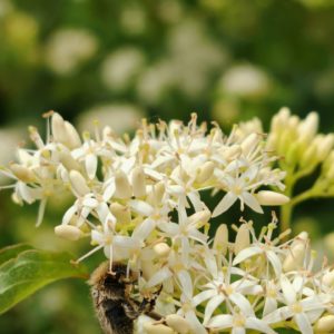 Cornouiller sanguin - Corymbe de fleur