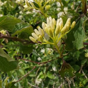 Cornouiller sanguin - Corymbe de bouton floraux