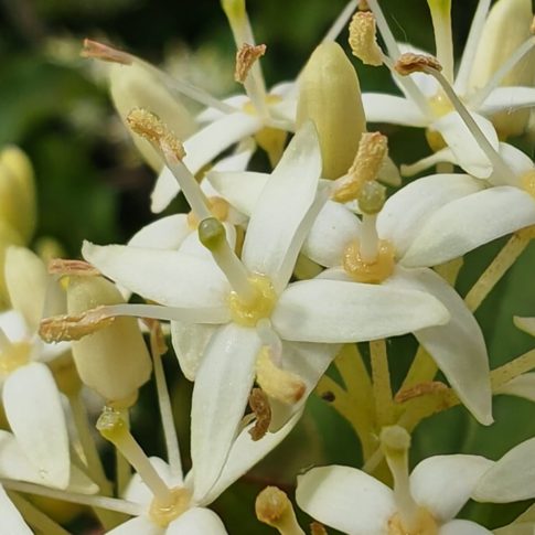 Cornouiller sanguin - Fleur