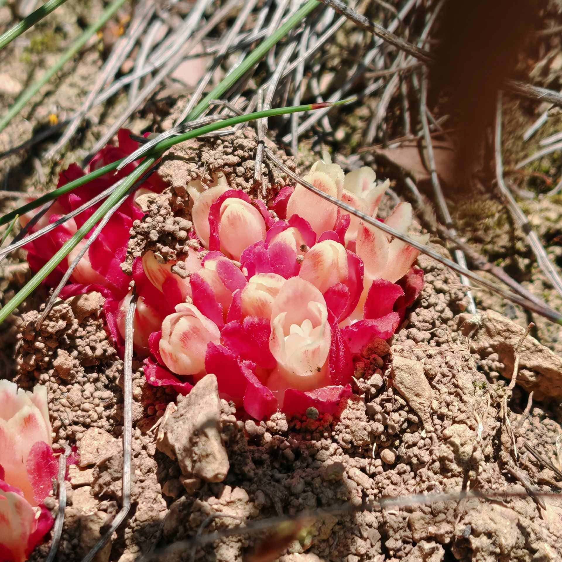Cytinet - Cytinus hypocistis subsp. clusii