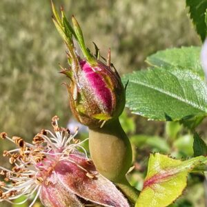 Églantier - Bouton floral