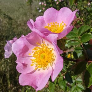 Églantier - Fleurs