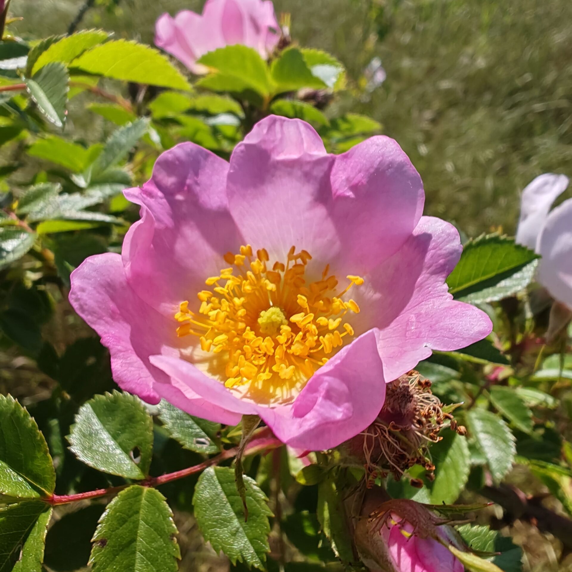 Églantier - Fleur