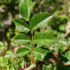 Églantier - Feuille composée
