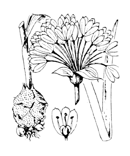Flore de Coste - Allium roseum Flore de Coste – Allium roseum