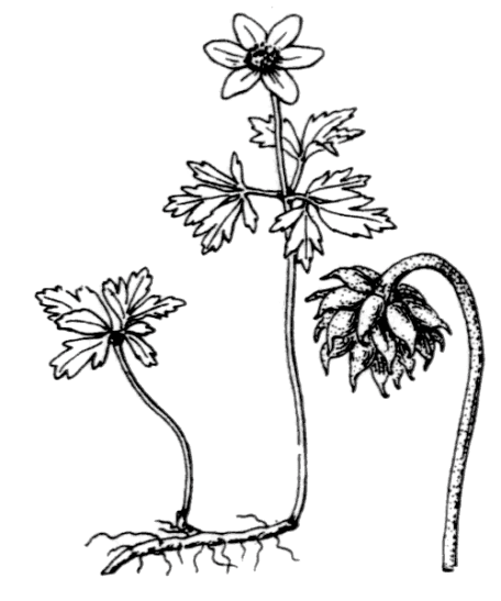 Flore de Coste – Anemone nemorosa