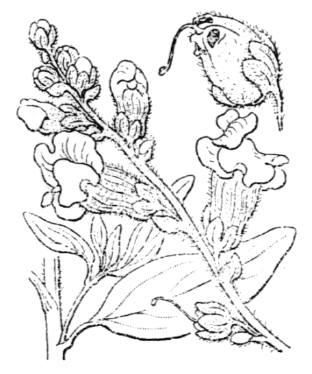 Flore de Coste - Antirrhinum majus Flore de Coste – Antirrhinum majus