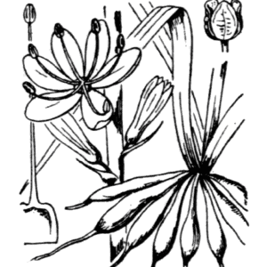 Flore de Coste – Asphodelus cerasifer-1