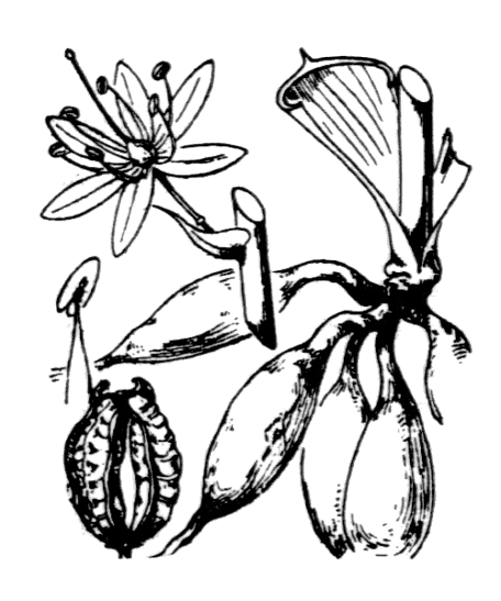 Flore de Coste - Asphodelus cerasifer Flore de Coste – Asphodelus cerasifer