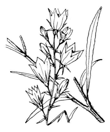 Flore de Coste – Campanula rapunculus