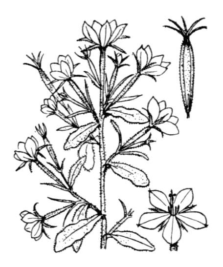 Flore de Coste – Legousia speculum-veneris