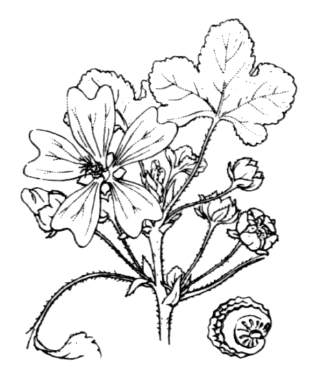 Projet de numérisation de la flore de L'Abbé Coste par le réseau Tela botanica - 2011 - Malva sylvestris