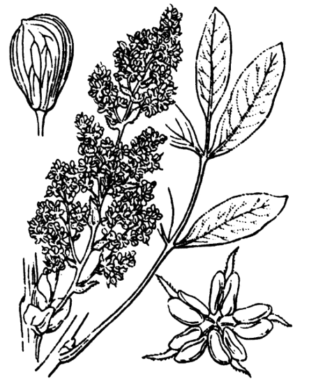 Flore de Coste - Pitacia terebinthus Projet de numérisation de la flore de L'Abbé Coste par le réseau Tela botanica - 2011 - Pitacia terebinthus