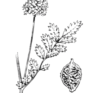 Flore de Coste – Poterium sanguisorba s. balearica