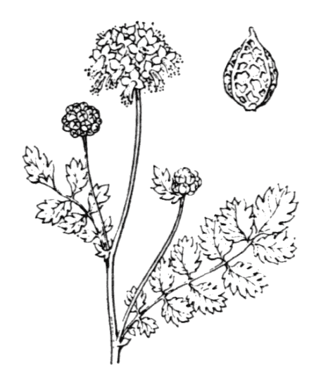 Flore de Coste - Poterium sanguisorba s. sanguisorba Flore de Coste – Poterium sanguisorba s. sanguisorba