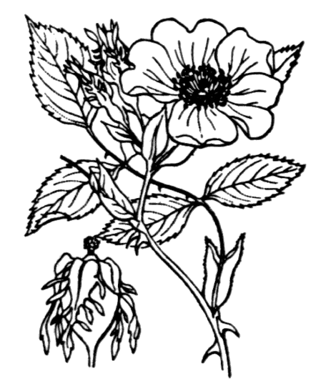 Projet de numérisation de la flore de L'Abbé Coste par le réseau Tela botanica - 2011 - Rosa canina Projet de numérisation de la flore de L'Abbé Coste par le réseau Tela botanica - 2011 - Rosa canina