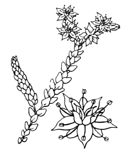 Flore de Coste – Sedum acre