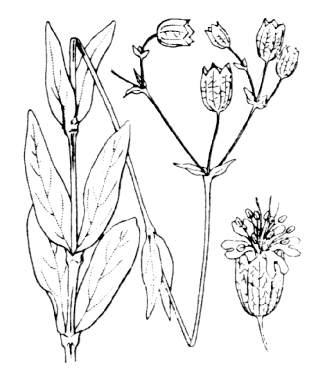 Flore de Coste - Silene vulgaris Projet de numérisation de la flore de L'Abbé Coste par le réseau Tela botanica - 2011 - Silene vulgaris