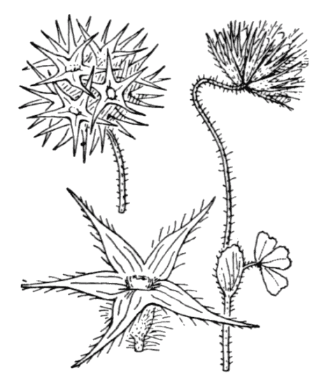 Flore de Coste - Trifolium stellatum Projet de numérisation de la flore de L'Abbé Coste par le réseau Tela botanica - 2011 - Trifolium stellatum