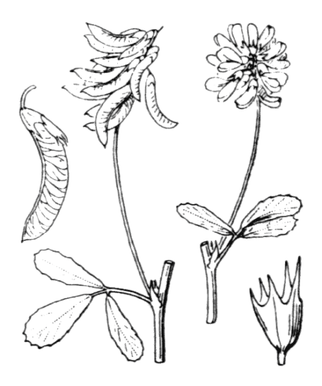 Flore de Coste - Trigonella esculenta Trigonella esculenta, Projet de numérisation de la flore de L'Abbé Coste par le réseau Tela botanica - 2011
