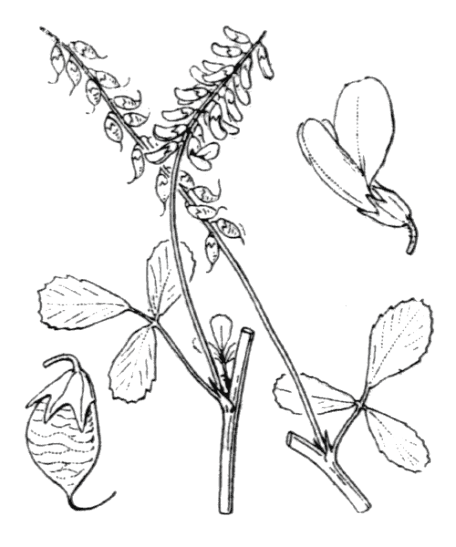 Flore de Coste - Trigonella officinalis Projet de numérisation de la flore de L'Abbé Coste par le réseau Tela botanica - 2011 - Trigonella officinalis
