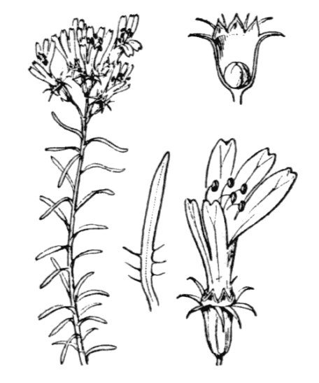 Flore_de_Coste_-_Coris_monspeliensis-removebg-preview