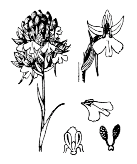 Flore de Coste - Anacamptis pyramidalis Flore de Coste – Anacamptis pyramidalis
