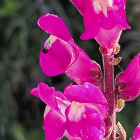 Grand muflier - Fleurs en gueule de loup