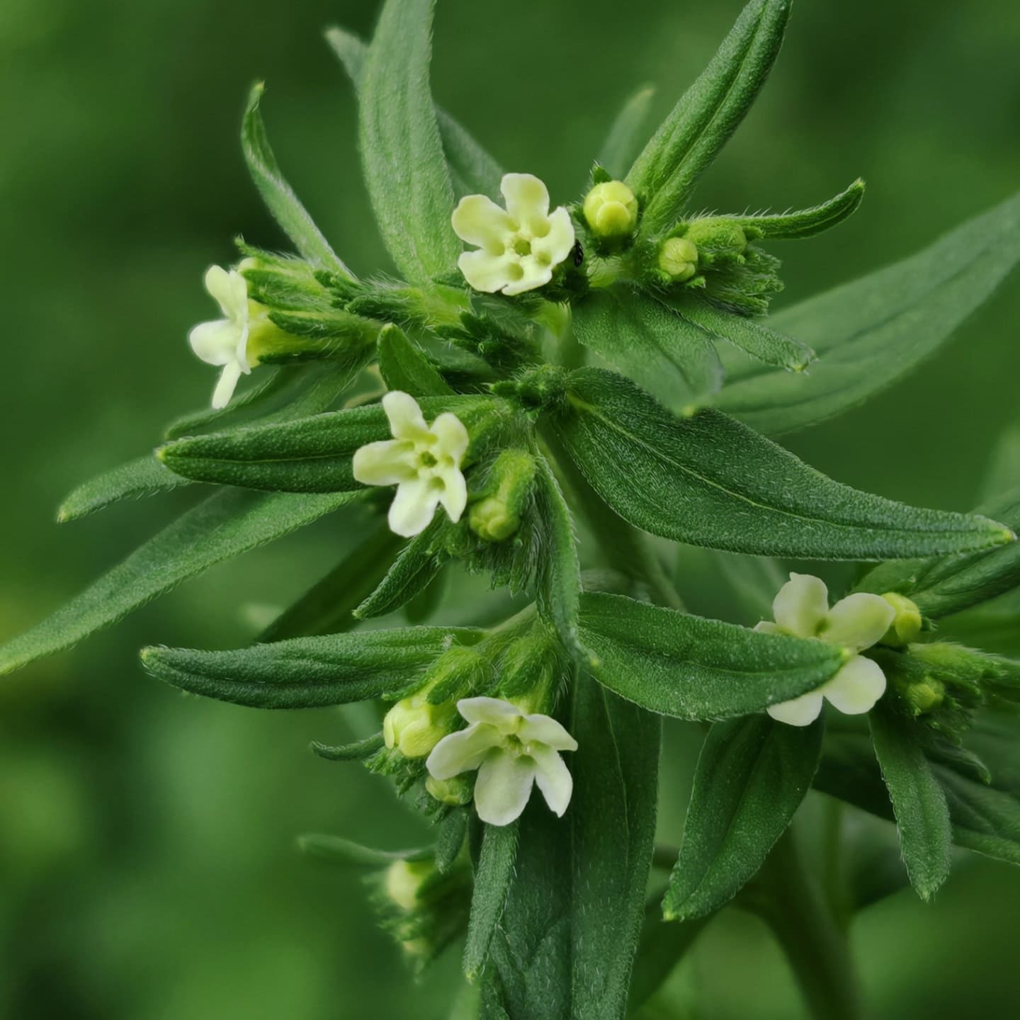 Grémil officinal - Sommité fleurie
