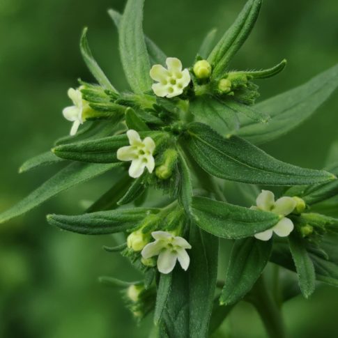 Grémil officinal - Sommité fleurie