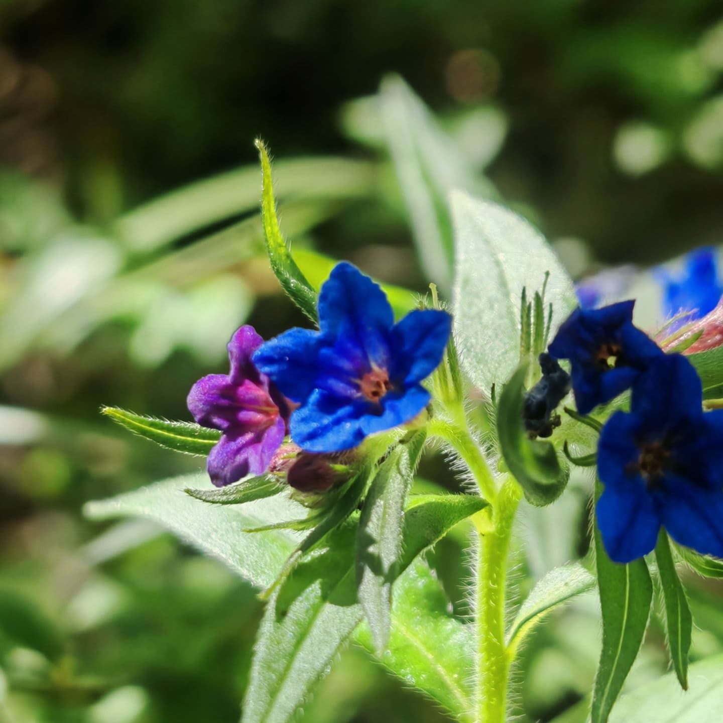 Grémil pourpre bleu - Fleur bleu