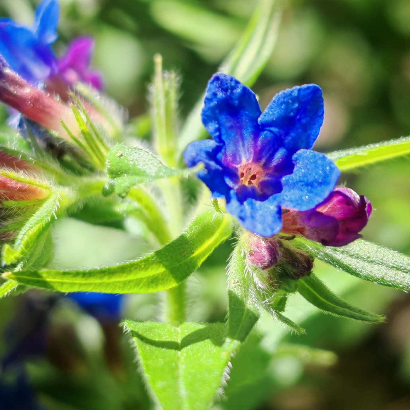 Grémil pourpre bleu - Fleur