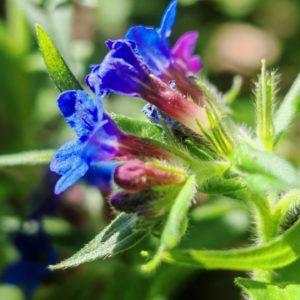 Grémil pourpre bleu - Grappe de fleurs