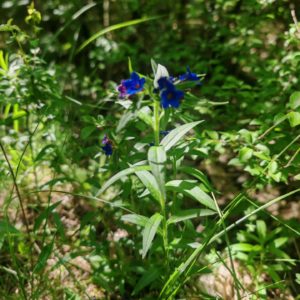 Grémil pourpre bleu - Plante entière