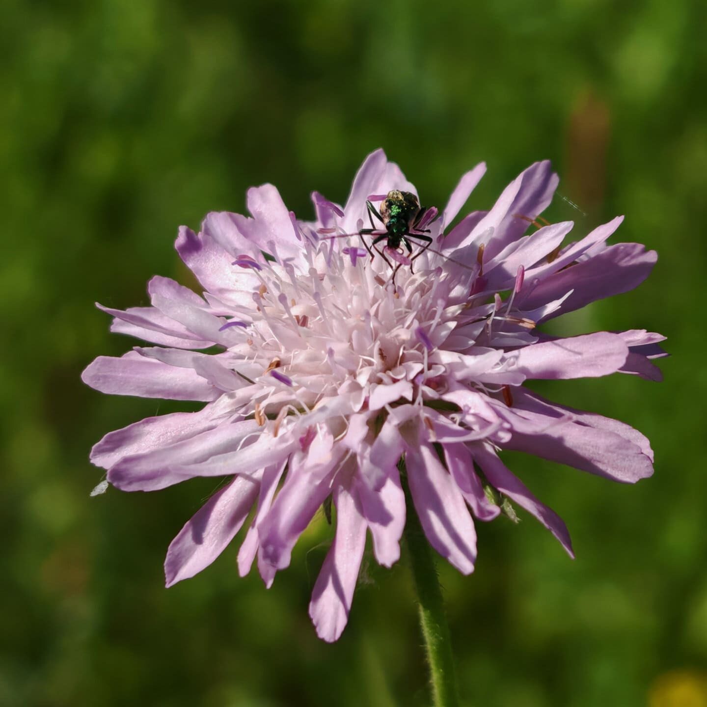 Knautie à feuilles entières - inflorescence en capitule
