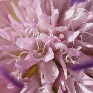 Knautie à feuilles entières - Fleurs