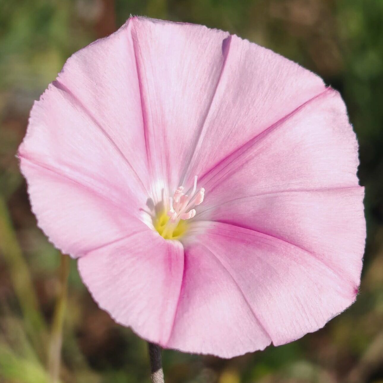 Liseron de Biscaye - Fleur