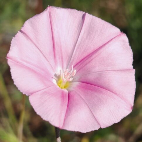 Liseron de Biscaye - Fleur