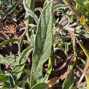 Liseron de Biscaye - Feuille dessus