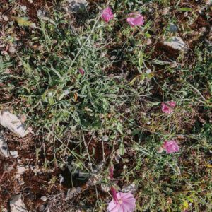 Liseron de Biscaye - Plante entière