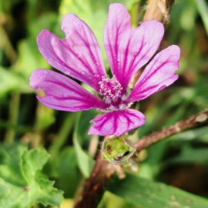 Mauve sylvestre - Fleur violacée