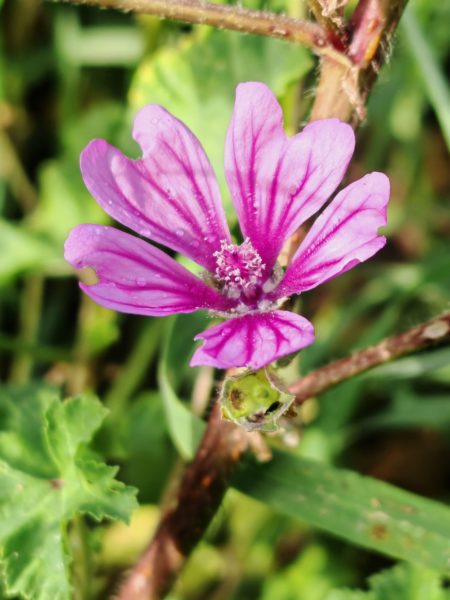 Mauve sylvestre