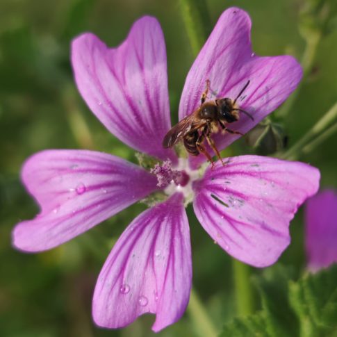 Mauve sylvestre - Fleur