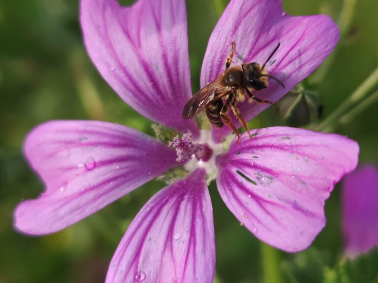 Mauve sylvestre