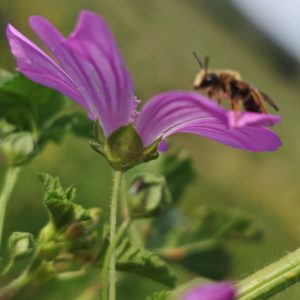 Mauve sylvestre - espèce mellifère