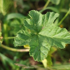 Mauve sylvestre - Feuille