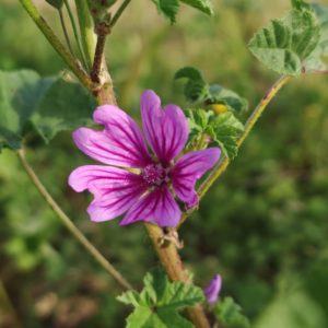 Mauve sylvestre - Tige poilue