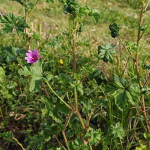 Mauve sylvestre - Plante entière